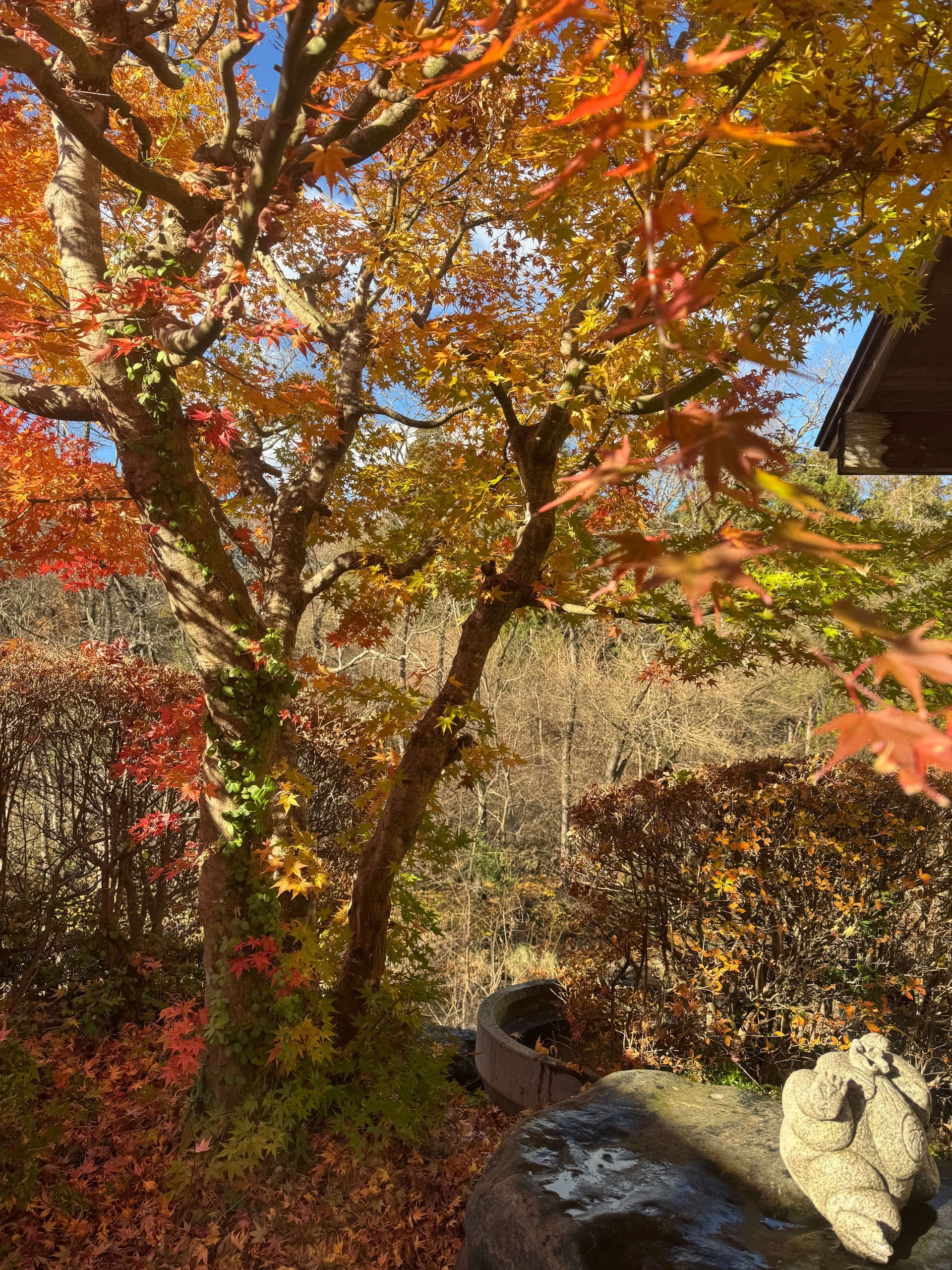 紅葉が色づく露天風呂の庭