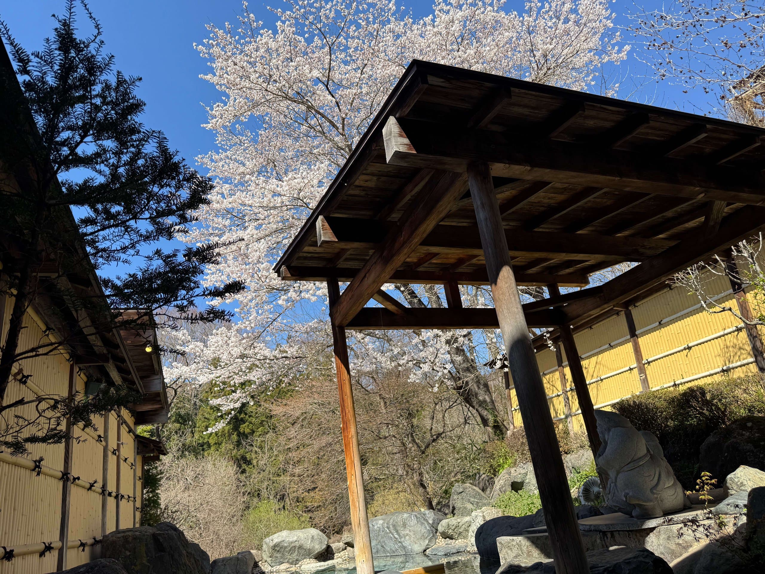桜の季節の露天風呂